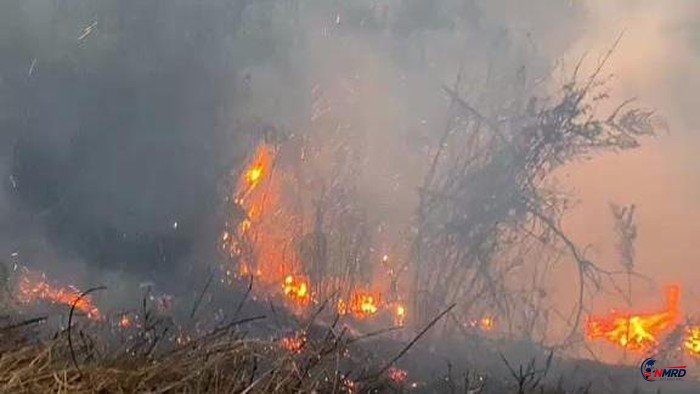 BB TNBTS Tutup Sementara Sebagian Kawasan Wisata Gunung Bromo Akibat Kebakaran Hutan