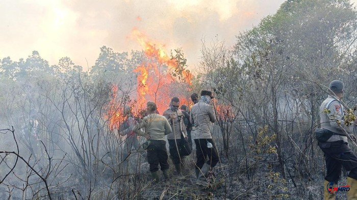 Karhutla di Taman Nasional Way Kambas Meluas, Ratusan Hektare Lahan Terbakar